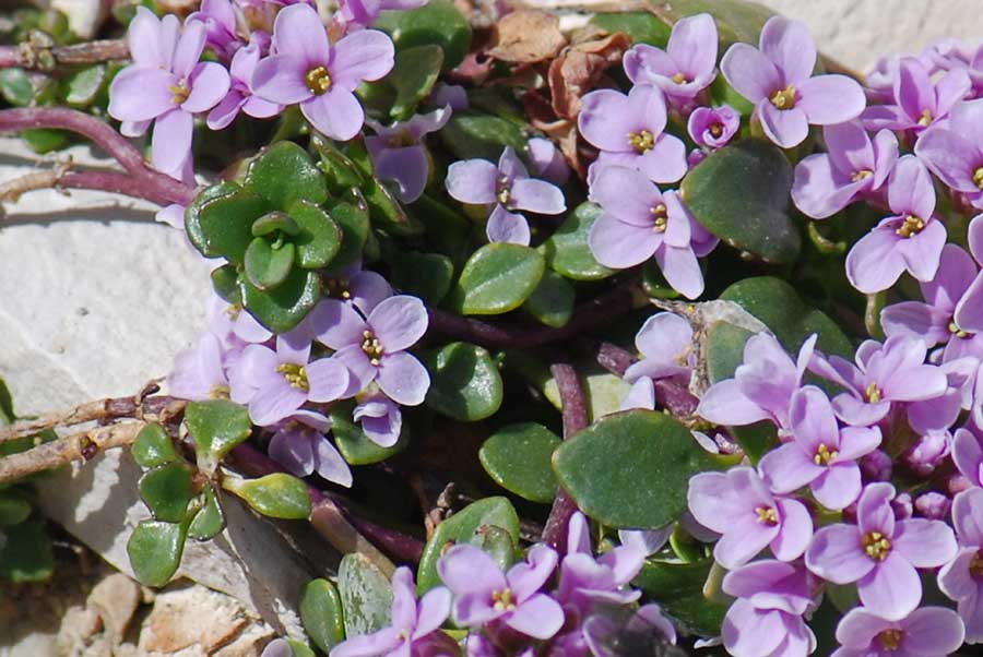 Noccaea rotundifolia (=Thlaspi rotundifolium) / Tlaspi a foglie rotonde